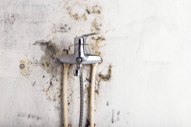 Best Residential Mold Removal  in Edgar, WI