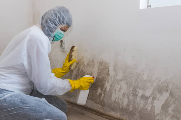 Mold Removal Process in Edgar, WI