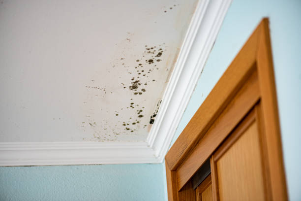 Best Best Mold Removal Companies  in Edgar, WI
